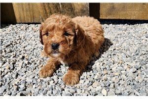 Kinley - Goldendoodle, Mini for sale