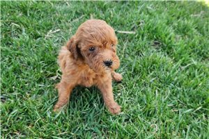 Willa - puppy for sale