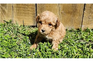Kimmy - puppy for sale