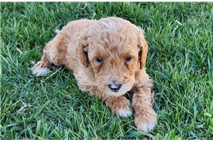 Kobe - puppy for sale