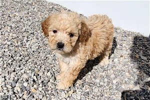 Sabine - puppy for sale