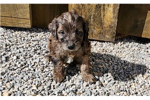 Kira - puppy for sale