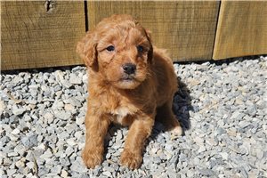 Wonka - puppy for sale