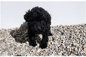 Saber - puppy for sale