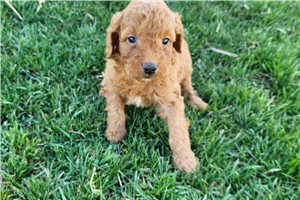 Wallace - puppy for sale