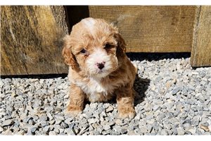 Keturah - puppy for sale