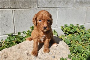 Wednesday - Goldendoodle, Mini for sale