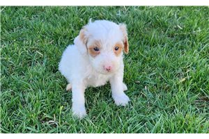 Kimball - Goldendoodle, Mini for sale