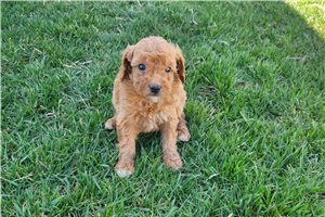 William - puppy for sale