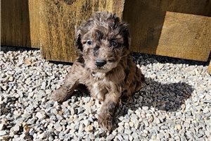 Kodiak - puppy for sale