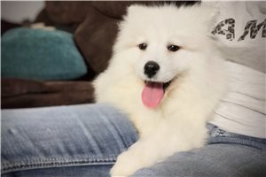 James - Samoyed for sale