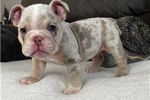 Killian - English Bulldog for sale