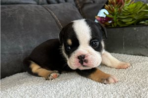 August - English Bulldog for sale