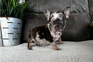 Evelyn - French Bulldog for sale