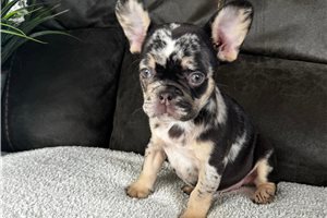 Evelyn - French Bulldog for sale