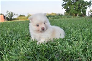Darren - Pomeranian for sale