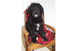 Nairne - Schnoodle for sale