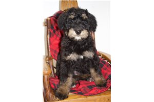 Kim - Schnoodle for sale