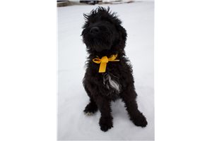 Kristin - Schnoodle for sale