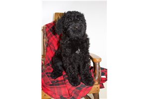Willis - Schnoodle for sale