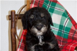 Dunmore - Schnoodle for sale
