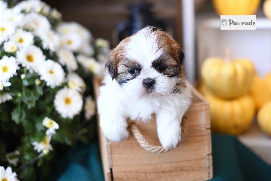 Lawson, male Shih Tzu puppy for sale