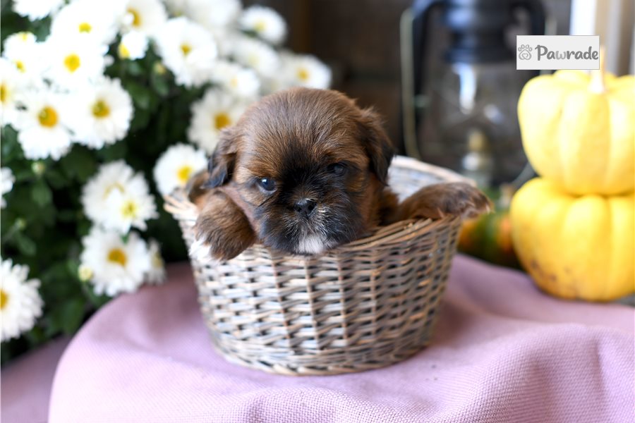 Monroe - Shih Tzu for sale