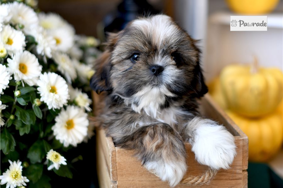 Hansel - Shih Tzu for sale