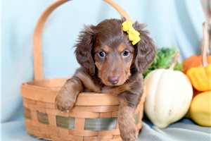 Serena - Dachshund, Mini for sale