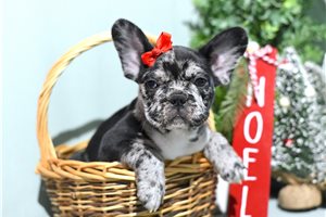 Shae - French Bulldog for sale