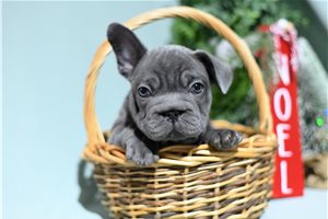 Sheldon - French Bulldog for sale