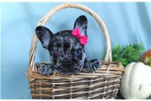 Sharon - puppy for sale