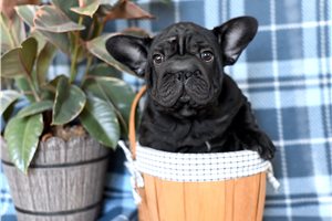 Sheena - French Bulldog for sale
