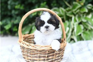 Elias - puppy for sale