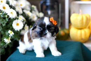 Leslie - Shih Tzu for sale