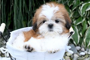 Enzo - Shih Tzu for sale