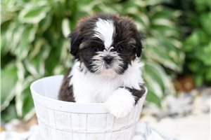 Donna - Shih Tzu for sale