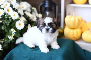 Linus - puppy for sale