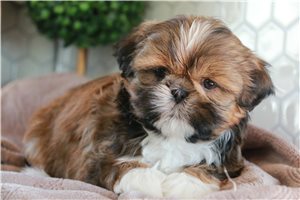 Isaid - Shih Tzu for sale