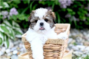 Chase - Shih Tzu for sale