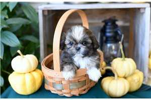 Hansel - puppy for sale