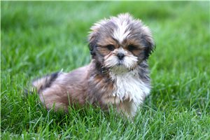 Koda - Shih Tzu for sale