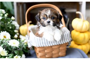 Kodiak - puppy for sale