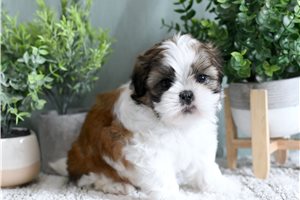 Chase - Shih Tzu for sale