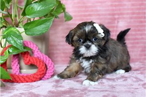 Bessie - puppy for sale