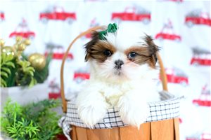 Charlotte - Shih Tzu for sale