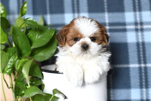 Nathan - Shih Tzu for sale