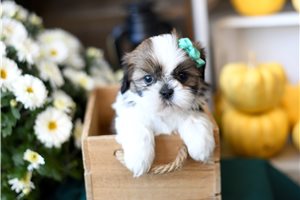 Lucy - puppy for sale