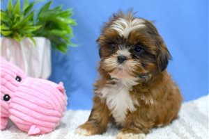 Bailey - Shih Tzu for sale