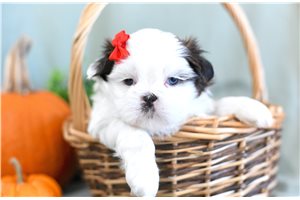 Camila - Shih Tzu for sale